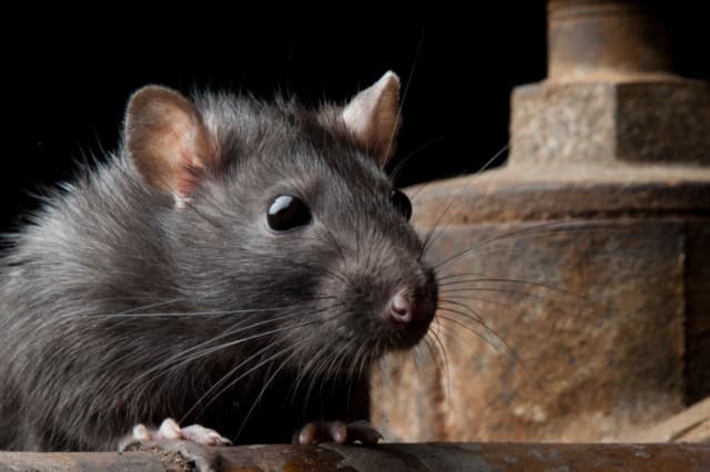 Professional Rat & Mice Extermination for Homes and Businesses