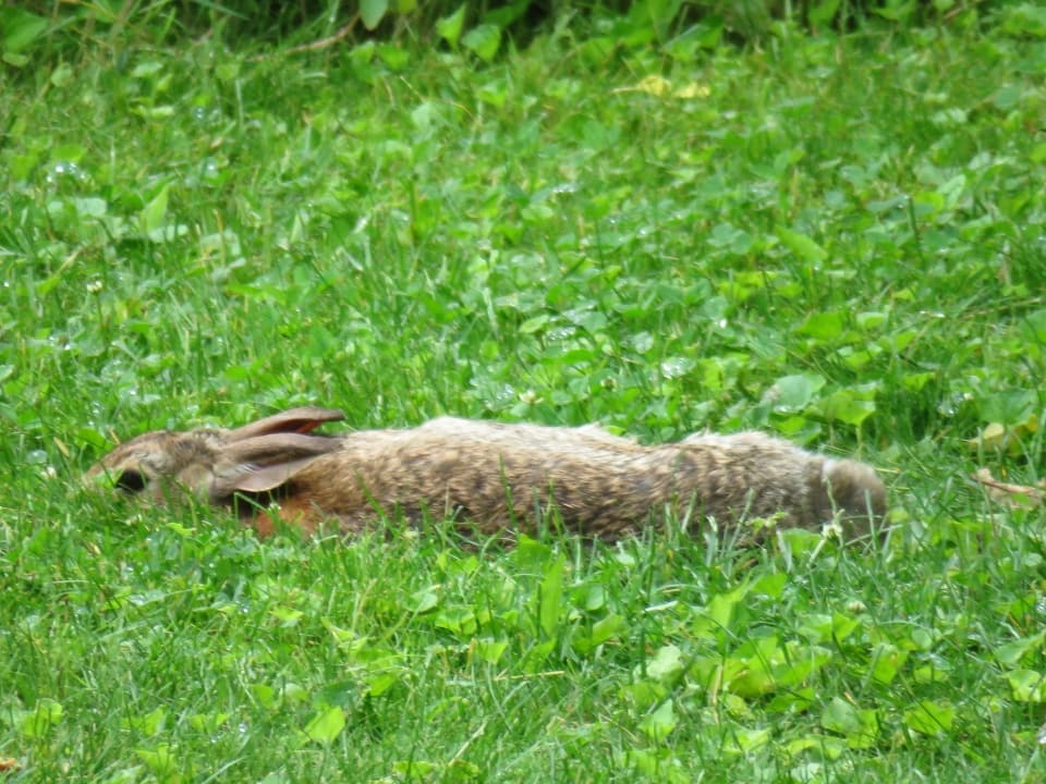 Dignified & Responsible Disposal for Your Beloved Rabbit