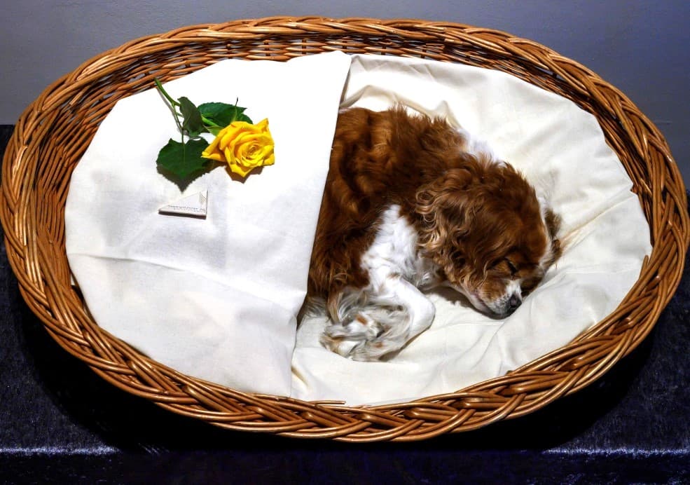 Dog Dead Body Disposal Services