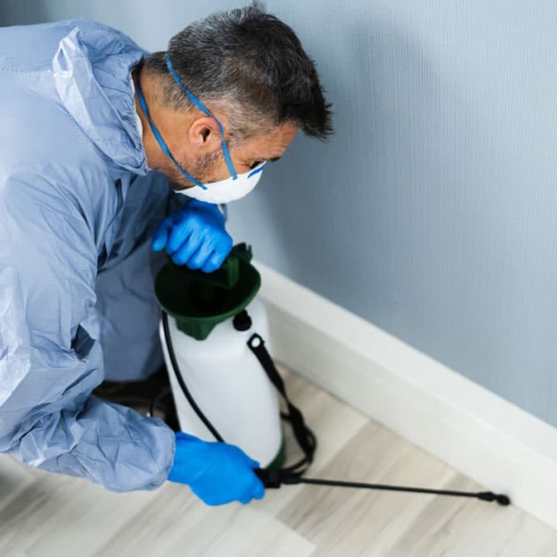 Pest Control Services in Dubai