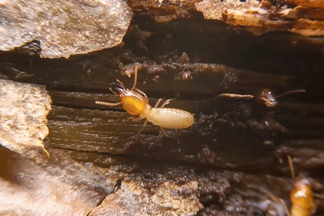 Termite Control Services in Dubai