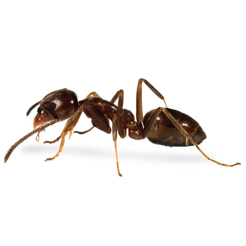 Professional Ant Control & Prevention for Homes and Businesses