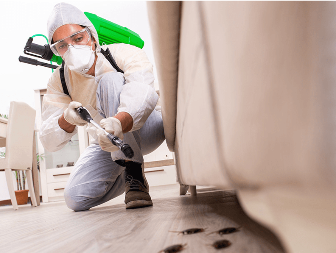 Effective Cockroach Elimination for Homes & Businesses