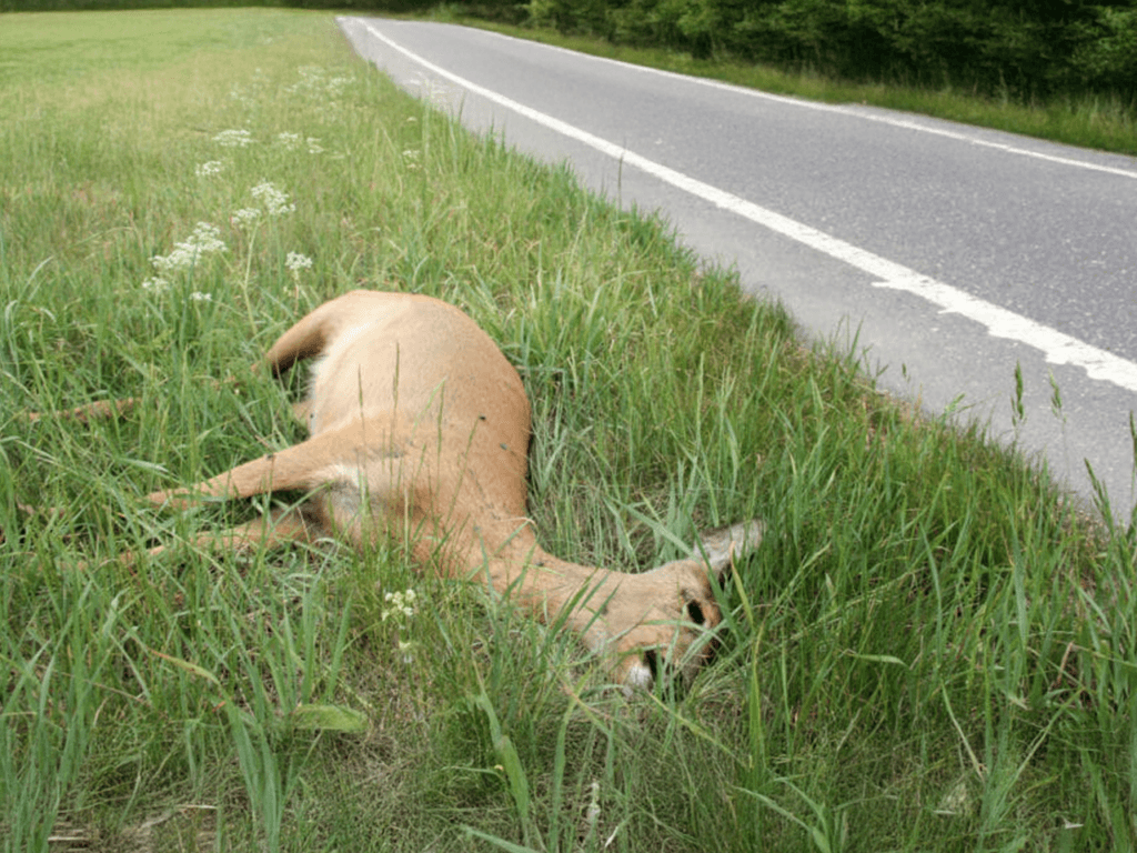 Ethical, Hygienic & Timely Removal of Deceased Animals