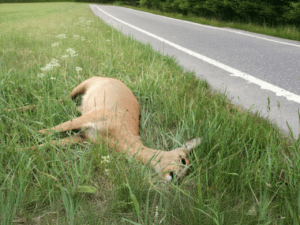 Dead Animal Disposal Services in Dubai