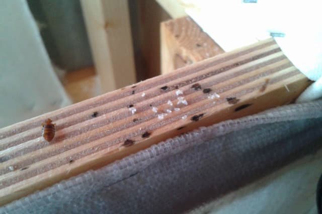 Bed Bugs Control Services in Dubai